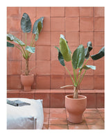 BANANO Kunstig plante, 160 cm - UNOLIVING.COM