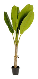 BANANO Kunstig plante, 160 cm - UNOLIVING.COM