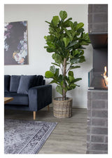 Violinfigen Kunstig Plante, H190 - Unoliving.com